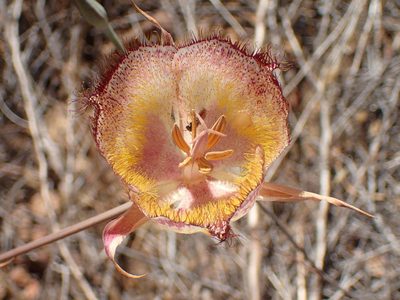 Calochortus fimbriatus, photographed by George Williams