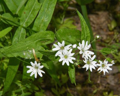 Torreyostellaria jamesiana, photographed by Don Loarie
