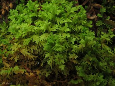 Trichocolea tomentella, photographed by José Luis Camaño