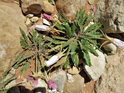 Oenothera cespitosa, photographed by Annika Lindqvist