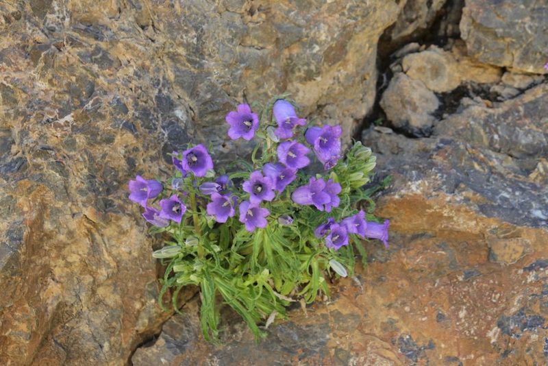 Campanula speciosa, photographed by Olivier Argagnon