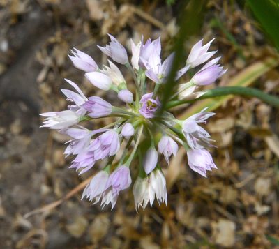 Allium bisceptrum, photographed by Don Loarie