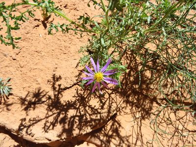 Machaeranthera tanacetifolia
