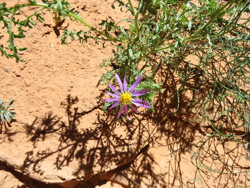 Machaeranthera tanacetifolia, photographed by Annika Lindqvist