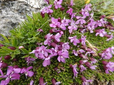 Silene acaulis, photographed by Jochen Essig