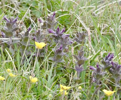 Bartsia alpina