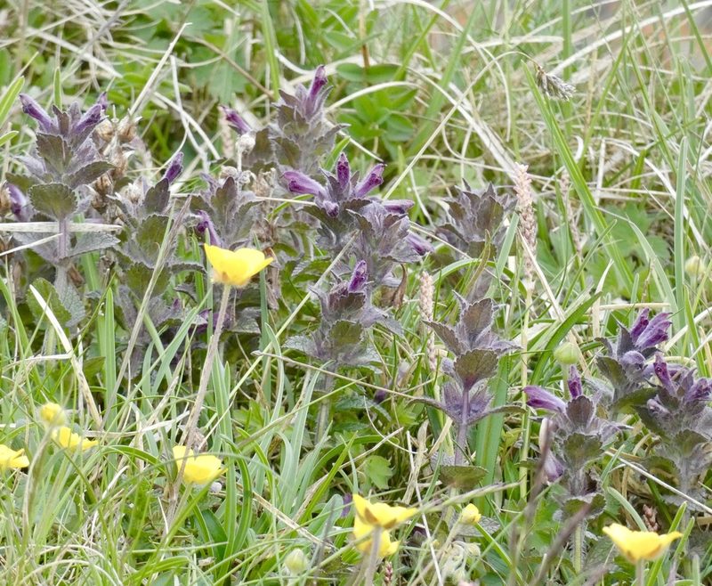 Bartsia alpina, photographed by Jochen Essig