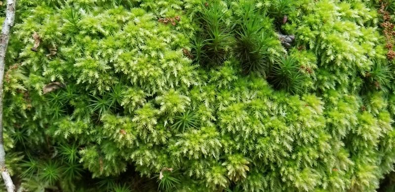 Sphagnum compactum, photographed by Micki Colbeck