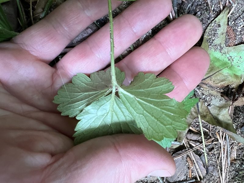 Waldsteinia fragarioides, photographed by Timothy Gerla