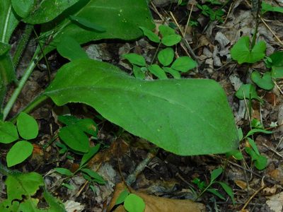 Andersonglossum virginianum, photographed by Michael J. Papay