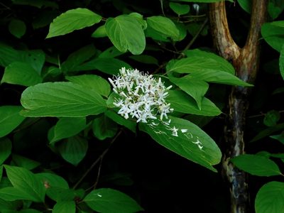 Cornus amomum, photographed by Michael J. Papay