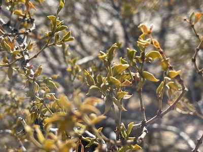 Larrea tridentata, photographed by Bobby McCabe
