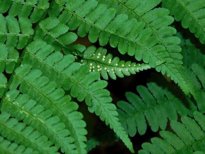 Dryopteris marginalis, photographed by Michael J. Papay