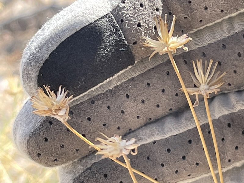Encelia virginensis, photographed by Bobby McCabe