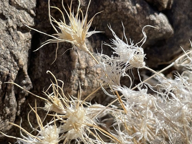 Munroa pulchella, photographed by Bobby McCabe