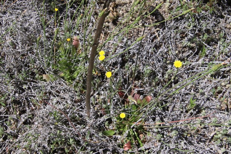 Hypochaeris glabra, photographed by Millie Basden