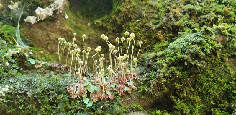 Asterella tenella, photographed by Micki Colbeck