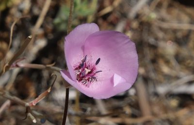 Calochortus splendens, photographed by Millie Basden