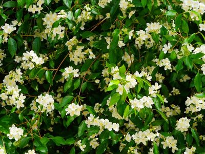 Philadelphus lewisii