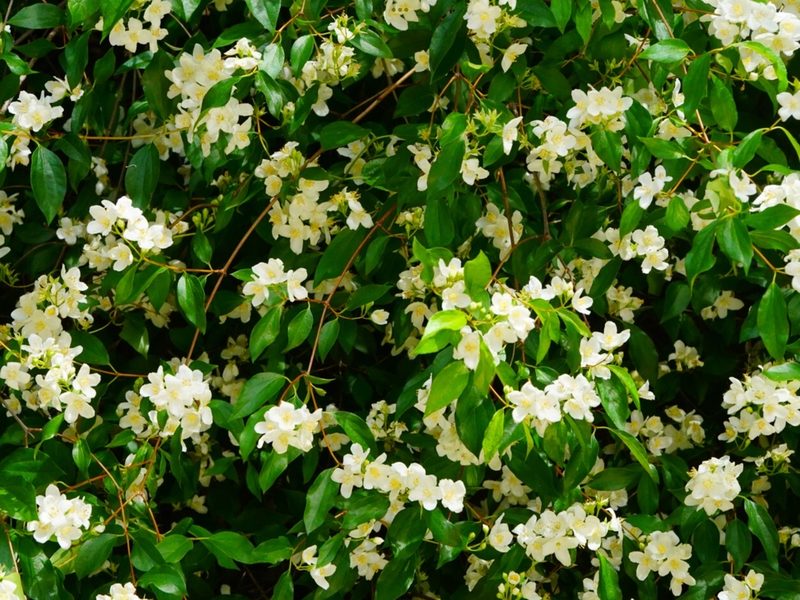 Philadelphus lewisii, photographed by Michael Warner