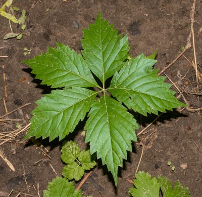 Parthenocissus quinquefolia, photographed by Glenn Berry