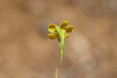 Deinandra fasciculata, photographed by Millie Basden