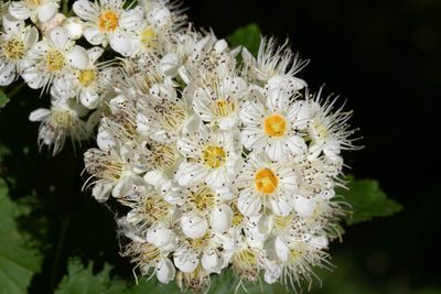 Physocarpus opulifolius, photographed by Glenn Berry