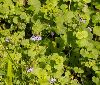 Glechoma hederacea, photographed by Glenn Berry