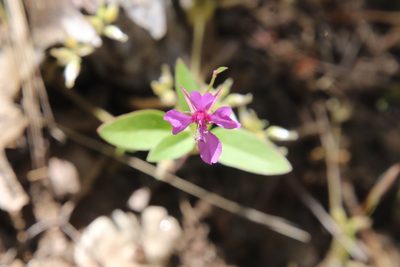 Clarkia rhomboidea, photographed by Millie Basden