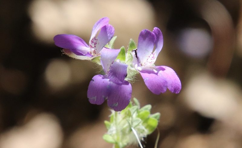 Collinsia concolor, photographed by Millie Basden