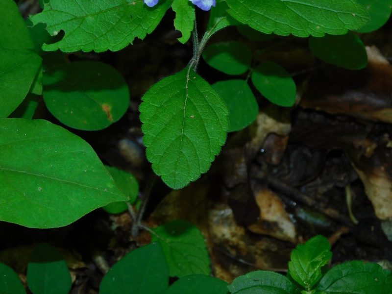 Scutellaria elliptica, photographed by Michael J. Papay