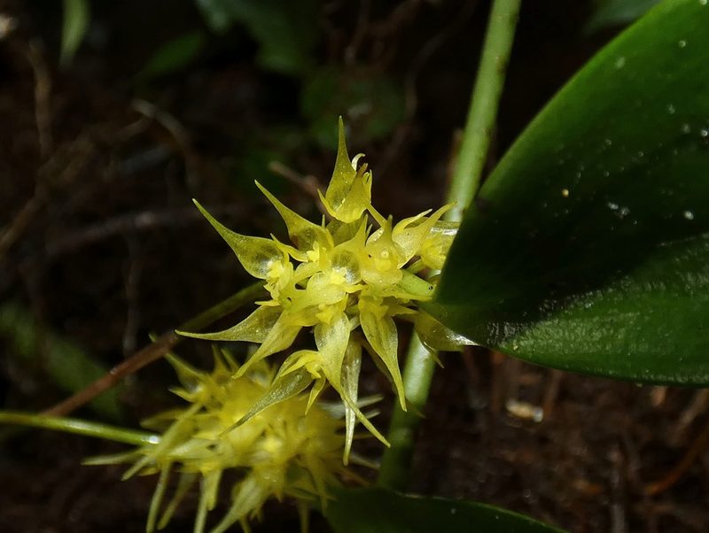 Pleurothallis chloroleuca, photographed by Kai Squires