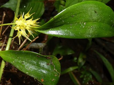 Pleurothallis chloroleuca, photographed by Kai Squires