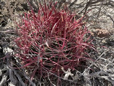 Ferocactus acanthodes, photographed by Bobby McCabe