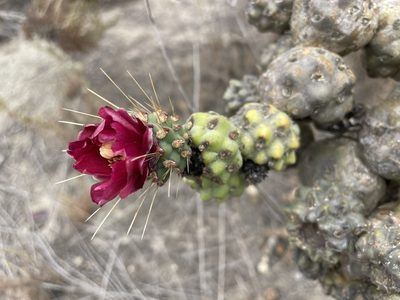 Cylindropuntia prolifera