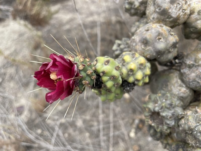 Cylindropuntia prolifera, photographed by Jim Riley