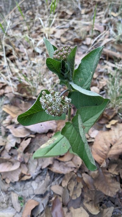 Asclepias pringlei, photographed by IA braham