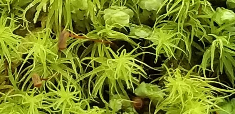 Bartramia pomiformis, photographed by Micki Colbeck