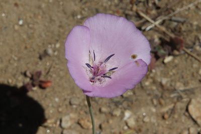 Calochortus splendens, photographed by Millie Basden