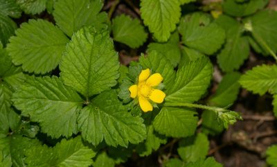Potentilla indica, photographed by Glenn Berry
