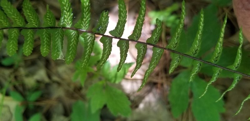 Asplenium platyneuron, photographed by Micki Colbeck