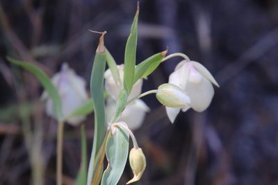 Calochortus albus, photographed by Millie Basden
