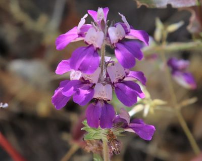 Collinsia heterophylla