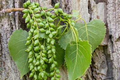 Populus deltoides, photographed by Glenn Berry