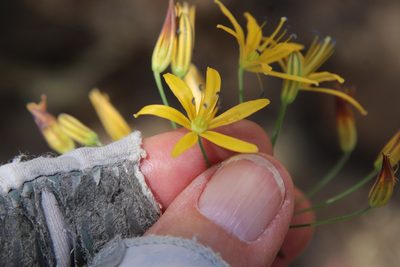 Bloomeria crocea, photographed by Millie Basden