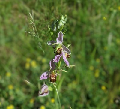 Ophrys apifera, photographed by Luke Lythgoe