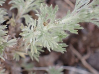 Artemisia frigida, photographed by Shane Johnson