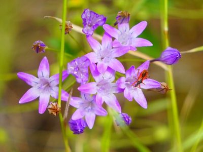Triteleia bridgesii