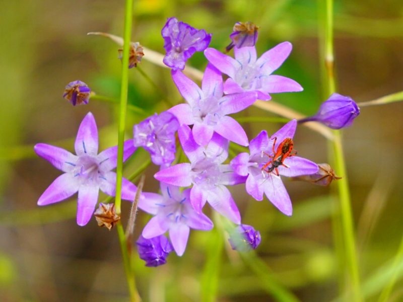 Triteleia bridgesii, photographed by Michael Warner