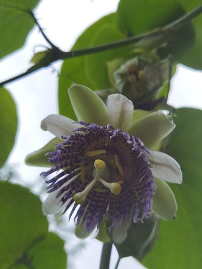 Passiflora ligularis, photographed by Eduardo Chacón Madrigal